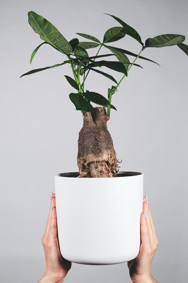 plants shop product gallery img 17 plants shop product gallery img 17